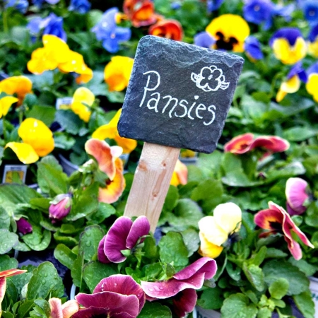 Slate Garden Stakes in a flower bed